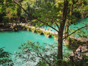 berjalan-jalan di dalam hutan yang hijau dan segar